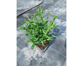 Aster dumosus ‘Jenny’