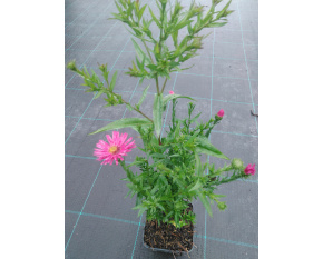 Aster dumosus ‘Jenny’