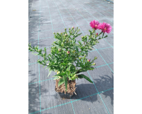 Aster dumosus ‘Jenny’