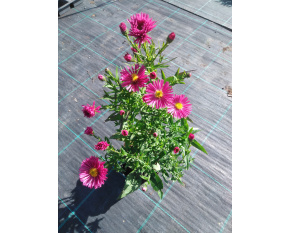 Aster dumosus ‘Jenny’