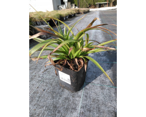 Luzula sylvativa ‘Starmaker’