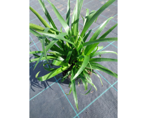 Luzula sylvativa ‘Starmaker’