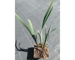 Iris sibirica ‘Snow Queen’