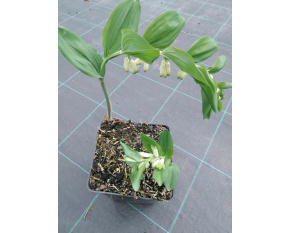 Polygonatum multiflorum