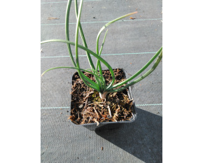 Asphodeline lutea