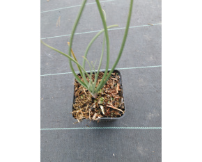 Asphodeline lutea