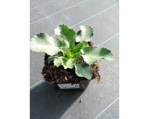 Eryngium planum ‘Blue Hobbit’