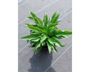 Penstemon hirsutus ‘var. pygmaeus’