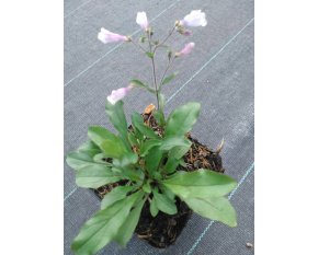 Penstemon hirsutus ‘var. pygmaeus’