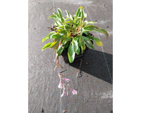 Penstemon hirsutus ‘var. pygmaeus’