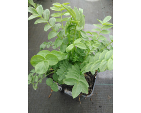 Polemonium caeruleum