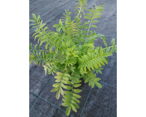 Polemonium caeruleum