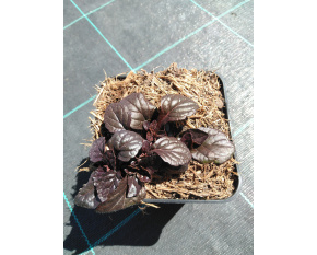 Ajuga reptans ‘Mahogany’