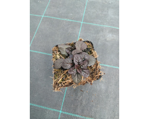 Ajuga reptans ‘Mahogany’