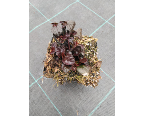 Ajuga reptans ‘Mahogany’