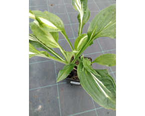 Hosta undulata ‘Mediovariegata’