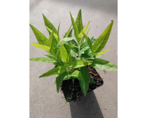 Amsonia illustris