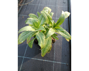 Centranthus ruber ‘Coccineus’