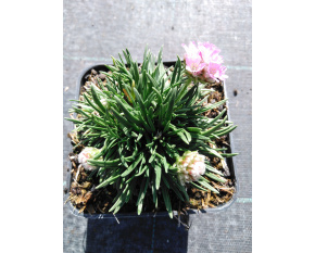 Armeria juniperifolia