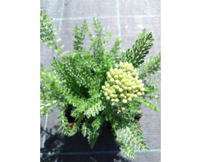 Achillea millefolium ‘Desert Eve Red’