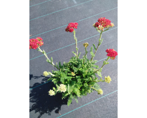 Achillea millefolium ‘Desert Eve Red’