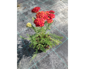 Achillea millefolium ‘Desert Eve Red’