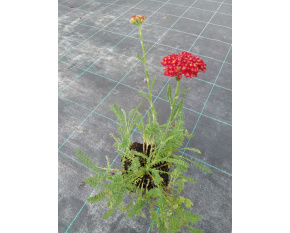 Achillea millefolium ‘Desert Eve Red’