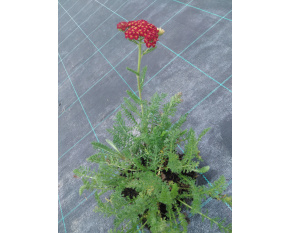 Achillea millefolium ‘Desert Eve Red’