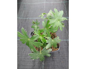 Geranium sanguineum ‘Album’