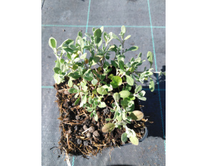 Alyssum montanum ‘Berggold’