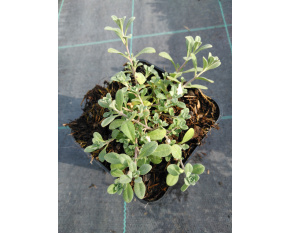 Alyssum montanum ‘Berggold’