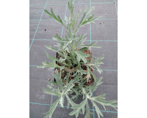 Artemisia ludoviciana ‘Silver Queen’