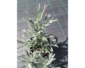Artemisia ludoviciana ‘Silver Queen’