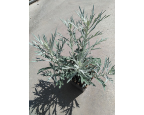 Artemisia ludoviciana ‘Silver Queen’