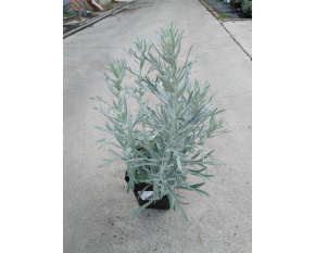 Artemisia ludoviciana ‘Silver Queen’