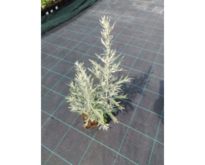 Artemisia ludoviciana ‘Silver Queen’