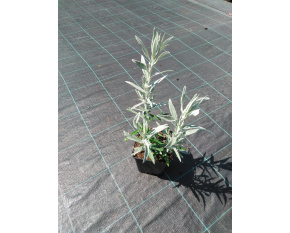 Artemisia ludoviciana ‘Silver Queen’