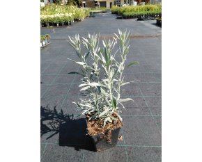Artemisia ludoviciana ‘Silver Queen’