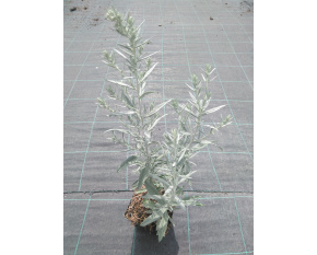 Artemisia ludoviciana ‘Silver Queen’