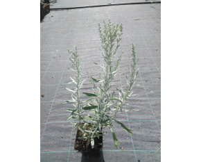 Artemisia ludoviciana ‘Silver Queen’
