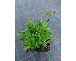 Campanula cochleariifolia ‘Advance Blue’