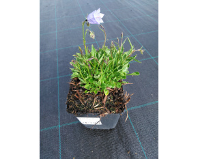 Campanula cochleariifolia ‘Advance Blue’