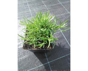 Gypsophila ‘Rosenschleier’