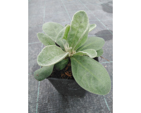 Lychnis coronaria ‘Atrosanguinea’