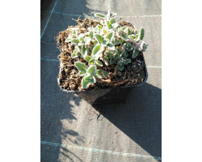 Nepeta racemosa ‘Six Hills Giant’