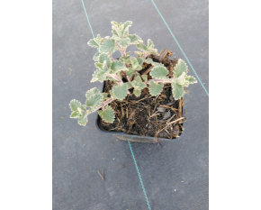 Nepeta racemosa ‘Six Hills Giant’