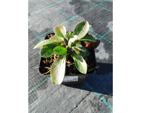 Aster amellus ‘Rudolf Goethe’