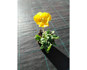 Papaver nudicaule ‘Spring Fever Yellow’