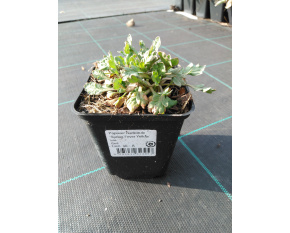 Papaver nudicaule ‘Spring Fever Yellow’