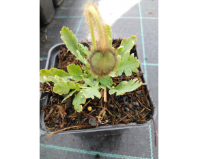Papaver nudicaule ‘Spring Fever Yellow’
